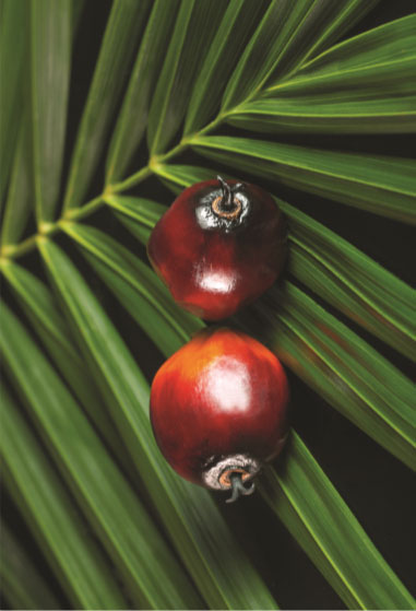 Palm Oil Mill Effluent